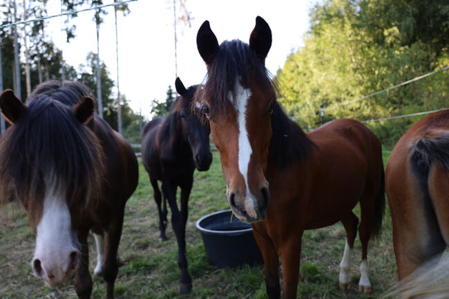 Welsh B Hengstfohlen aus 2024 zu verkaufen / Pony / Welsh A, Reitsport Klatt, Horses For Sale, Pfullendorf, Image 4