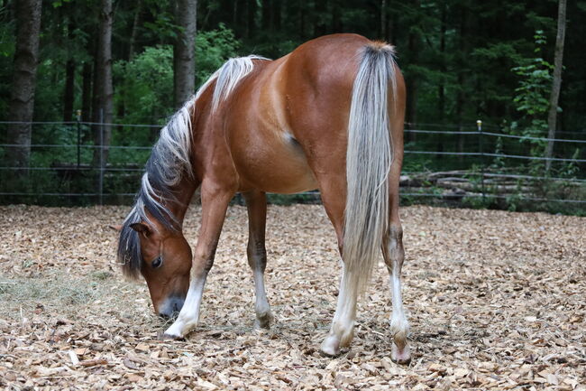 Welsh B Hengstfohlen aus 2024 zu verkaufen / Pony / Welsh A, Reitsport Klatt, Horses For Sale, Pfullendorf, Image 4