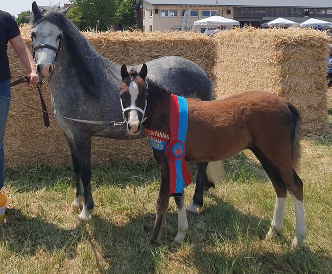 Welsh B Hengstfohlen, KL, Horses For Sale, Niederstetten 