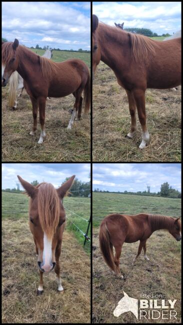 Welsh B Stutfohlen aus 2024 zu verkaufen / Pony / Welsh A, Reitsport Klatt, Horses For Sale, Pfullendorf, Image 6