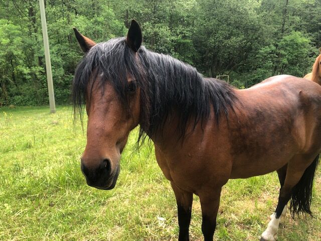 Welsh B Wallache im Doppelpack, Weiss, Horses For Sale, Ramberg, Image 2