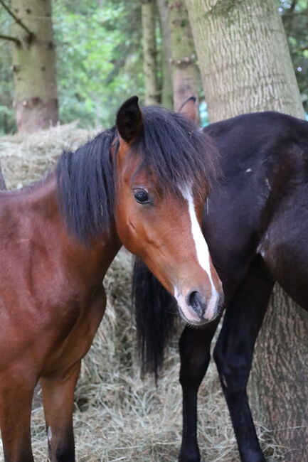 Welsh B Hengstfohlen aus 2024 zu verkaufen / Pony / Welsh A, Reitsport Klatt, Pferd kaufen, Pfullendorf, Abbildung 6