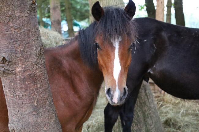 Welsh B Hengstfohlen aus 2024 zu verkaufen / Pony / Welsh A, Reitsport Klatt, Pferd kaufen, Pfullendorf, Abbildung 2