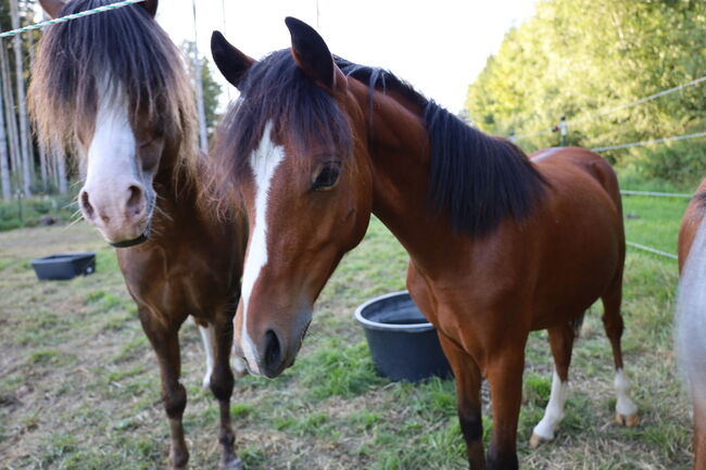 Welsh B Hengstfohlen aus 2024 zu verkaufen / Pony / Welsh A, Reitsport Klatt, Horses For Sale, Pfullendorf, Image 5