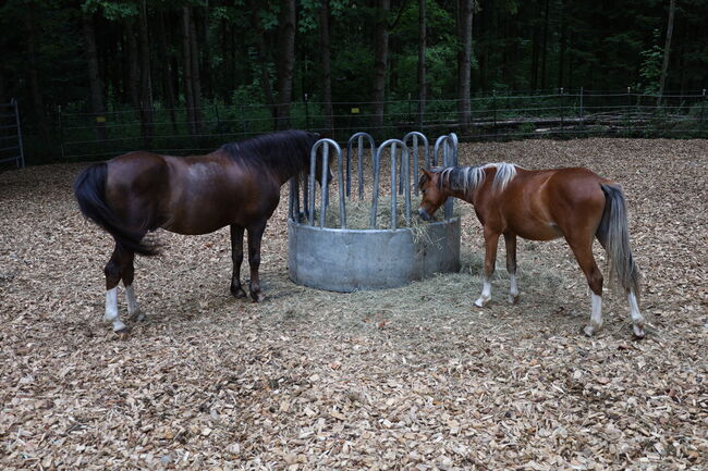 Welsh B Hengstfohlen aus 2024 zu verkaufen / Pony / Welsh A, Reitsport Klatt, Horses For Sale, Pfullendorf, Image 5