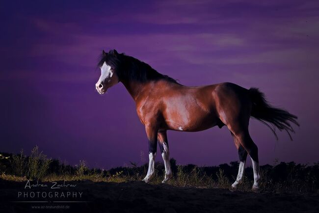 Welsh B Lehrpony Kinderpony Turnierpony, Uschi Merkel, Konie na sprzedaż, Grafschaft, Image 2