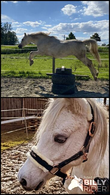 Welsh B Pony, Katharina  Stockhammer , Horses For Sale, Polling im Innkreis, Image 3