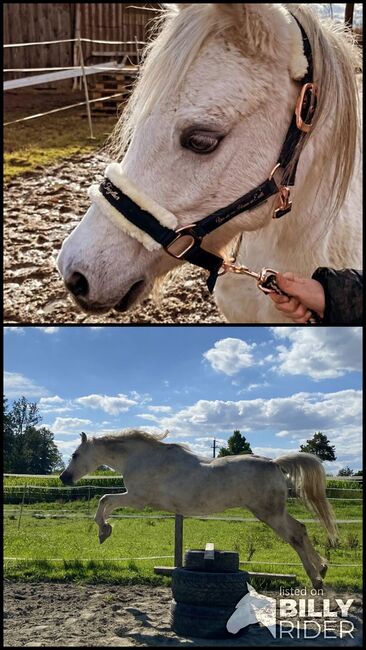 Welsh B Pony, Stockhammer , Horses For Sale, Polling im Innkreis , Image 3