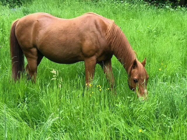 Welsh B Wallache im Doppelpack, Weiss, Horses For Sale, Ramberg, Image 3