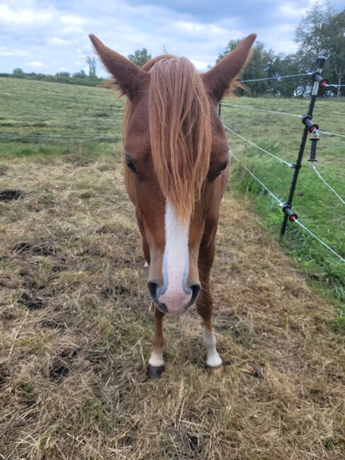 Welsh B Stutfohlen aus 2024 zu verkaufen / Pony / Welsh A, Reitsport Klatt, Horses For Sale, Pfullendorf, Image 4