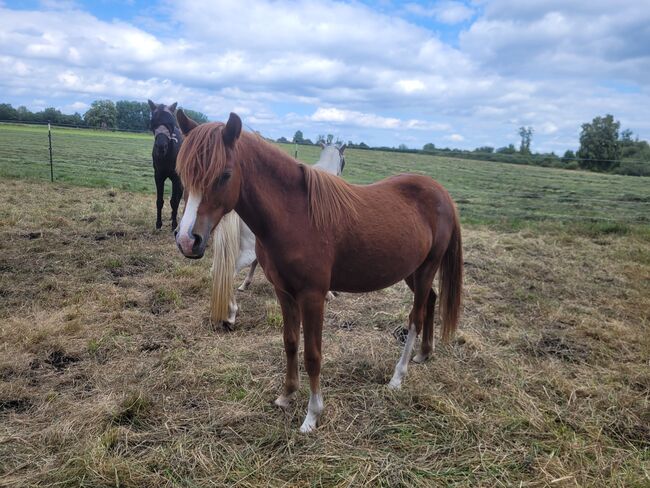 Welsh B Stutfohlen aus 2024 zu verkaufen / Pony / Welsh A, Reitsport Klatt, Horses For Sale, Pfullendorf