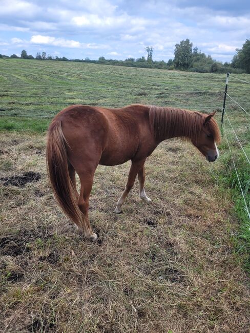 Welsh B Stutfohlen aus 2024 zu verkaufen / Pony / Welsh A, Reitsport Klatt, Horses For Sale, Pfullendorf, Image 5