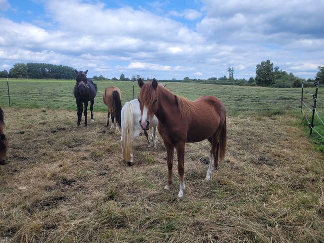 Welsh B Stutfohlen aus 2024 zu verkaufen / Pony / Welsh A, Reitsport Klatt, Horses For Sale, Pfullendorf, Image 3