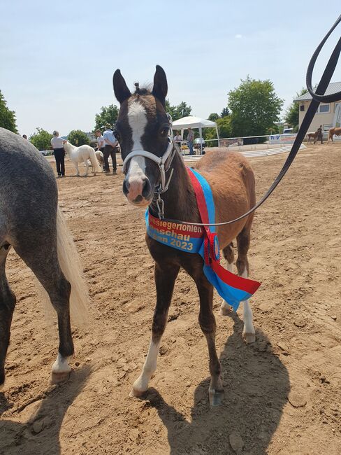 Welsh B Hengstfohlen, KL, Horses For Sale, Niederstetten , Image 2