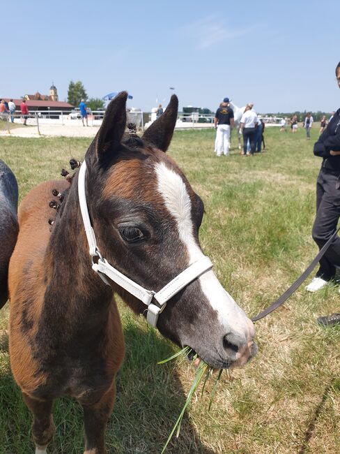 Welsh B Hengstfohlen, KL, Horses For Sale, Niederstetten , Image 3