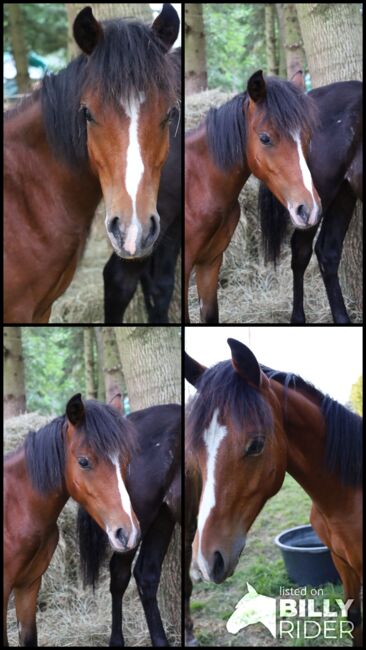Welsh B Hengstfohlen aus 2024 zu verkaufen / Pony / Welsh A, Reitsport Klatt, Horses For Sale, Pfullendorf, Image 7