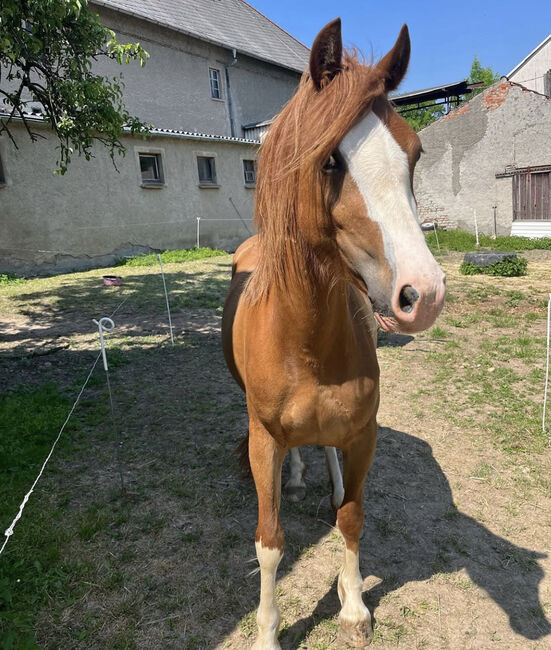 Welsh C Stute 4 Jahre, Melanie , Konie na sprzedaż, Langenwetzendorf, Image 5