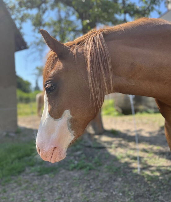 Welsh C Stute 4 Jahre, Melanie , Horses For Sale, Langenwetzendorf, Image 4