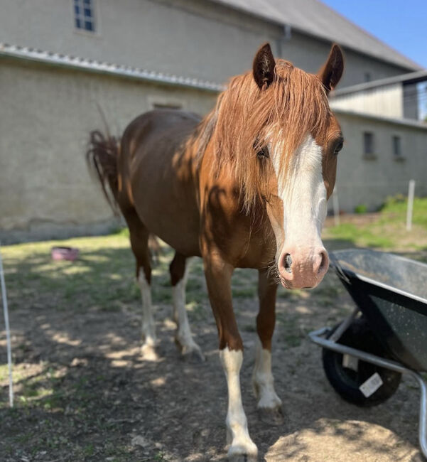 Welsh C Stute 4 Jahre, Melanie , Horses For Sale, Langenwetzendorf, Image 3