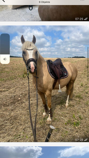 Welsh C Stute, Melanie , Horses For Sale, Langenwetzendorf