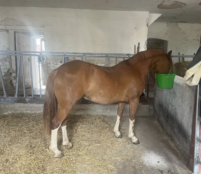 Welsh C Stute 4 Jahre, Melanie , Horses For Sale, Langenwetzendorf, Image 2