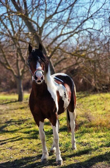 Welsh Cob D Mix, Stefanie neuner , Pferd kaufen, Berndorf bei Salzburg