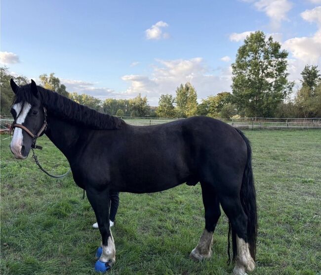 Welsh Cob D Sektion, Emmely Egentenmeyer, Horses For Sale, Northeim
