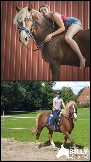 Welsh Cob Freizeitpferd, Harries-Lehmann , Pferd kaufen, Hilgermissen, Abbildung 3