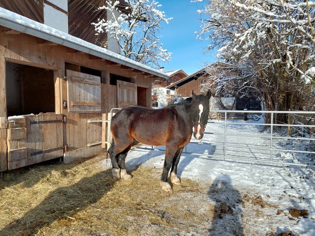 Welsh-Cob Wallach, Eveline Weingartner , Konie na sprzedaż, Kössen, Image 2