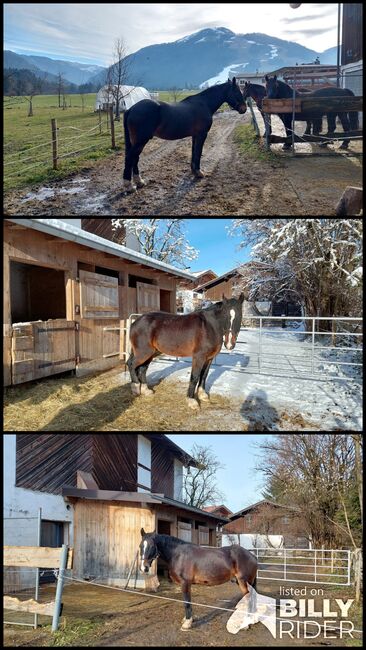 Welsh-Cob Wallach, Eveline Weingartner , Konie na sprzedaż, Kössen, Image 4