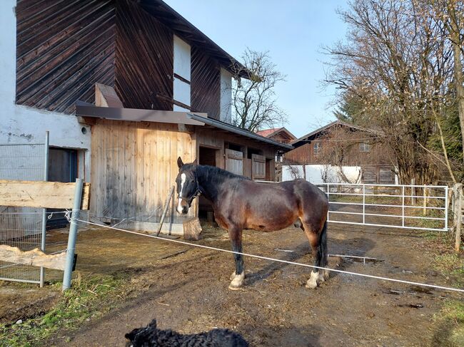 Welsh-Cob Wallach, Eveline Weingartner , Konie na sprzedaż, Kössen, Image 3