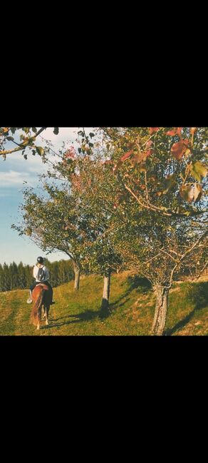 Welsh-Cob Wallach – Verlässlicher Freizeitpartner, Isabel, Horses For Sale, Steyr, Image 5