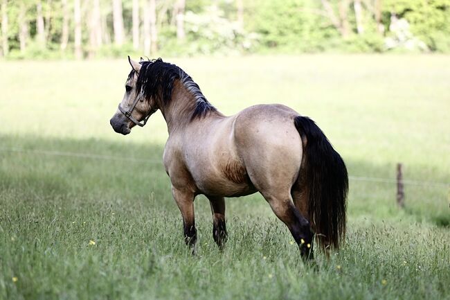 Welsh Cob Stute, Annika, Horses For Sale, Fürth, Image 9