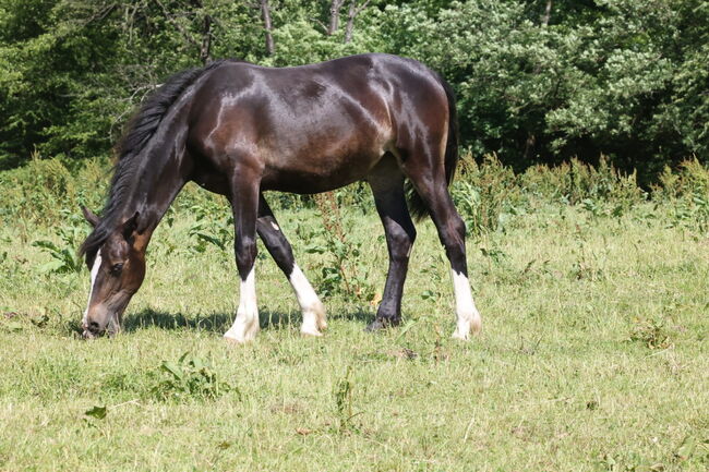 Welsh Cob Stute, Annika, Horses For Sale, Fürth, Image 4