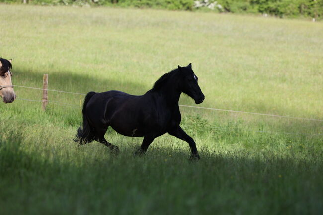 Welsh Cob Stute, Annika, Horses For Sale, Fürth, Image 11