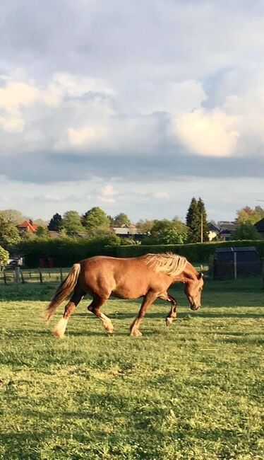 Welsh Cob Stute, Leia, Horses For Sale, Schleiden 