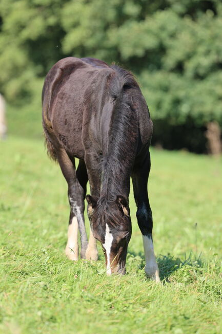 Welsh Cob Stute, Annika, Horses For Sale, Fürth, Image 5