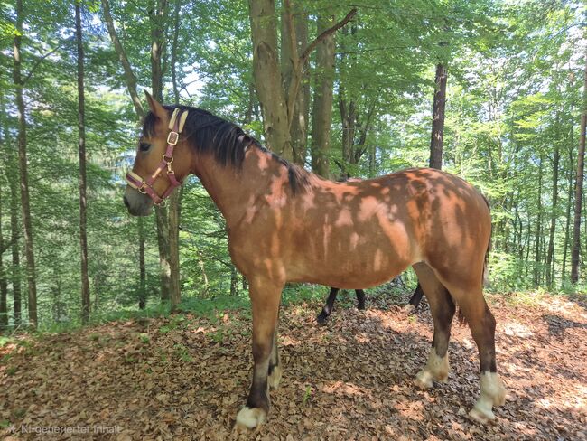 Reitpony Welsh Cob Kinderpony, Karina Fischer, Horses For Sale, DROBOLLACH 