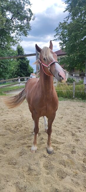 Welsh-Cob Wallach – Verlässlicher Freizeitpartner, Isabel, Horses For Sale, Steyr, Image 16