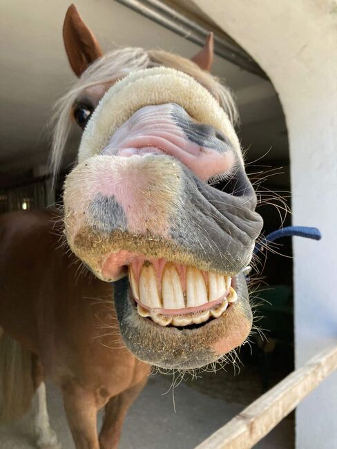 Welsh-Cob Wallach – Verlässlicher Freizeitpartner, Isabel, Horses For Sale, Steyr, Image 13