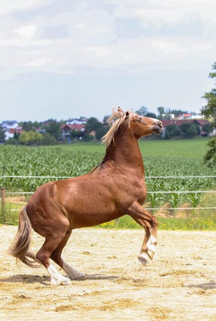 Welsh-Cob Wallach – Verlässlicher Freizeitpartner, Isabel, Horses For Sale, Steyr, Image 12