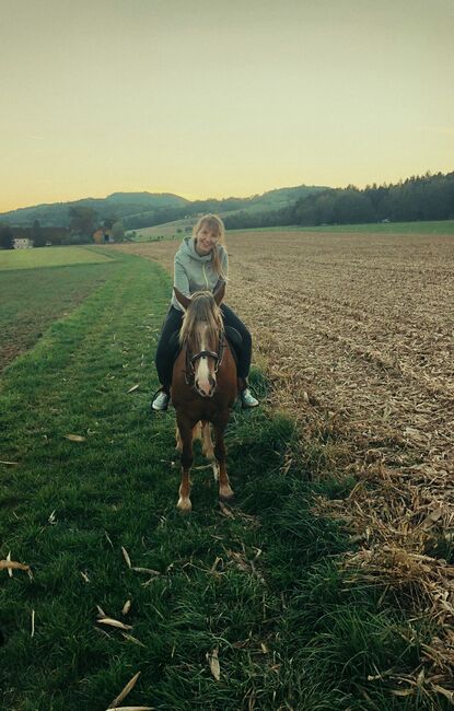 Welsh-Cob Wallach – Verlässlicher Freizeitpartner, Isabel, Horses For Sale, Steyr, Image 17