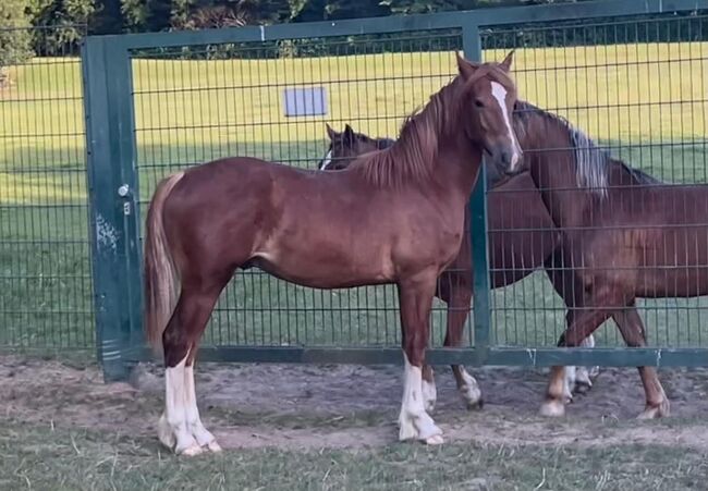Welsh Cob Sek.D Wallach Jährling Allrounder, Heinz Spiekermann, Horses For Sale, Bochum, Image 3