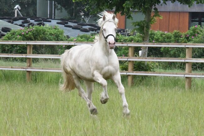 Welsh Cob Sek. D sucht neue Aufgabe, Jaqueline , Konie na sprzedaż, Großenrade, Image 2