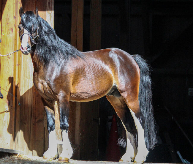 Welsh Cob Sektion C, Hengst, 18 Jahre, Schwarzbraun mit vier weißen Füßen, 1,34m Stm., WOW Pferd  (WOW Pferd), Horses For Sale, Bayern - Attenkirchen, Image 8