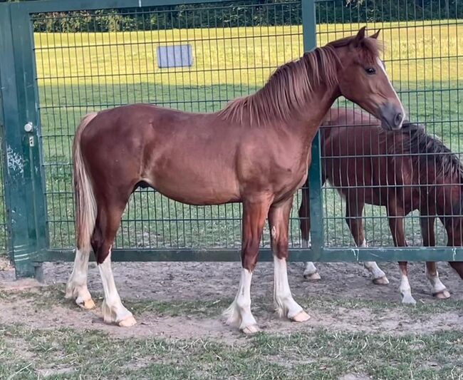 Welsh Cob Sek.D Wallach Jährling Allrounder, Heinz Spiekermann, Pferd kaufen, Bochum, Abbildung 2