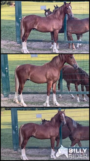 Welsh Cob Sek.D Wallach Jährling Allrounder, Heinz Spiekermann, Pferd kaufen, Bochum, Abbildung 4