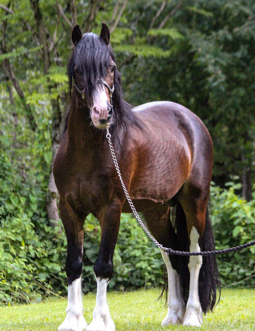 Welsh Cob Sektion C, Hengst, 18 Jahre, Schwarzbraun mit vier weißen Füßen, 1,34m Stm., WOW Pferd  (WOW Pferd), Konie na sprzedaż, Bayern - Attenkirchen, Image 9