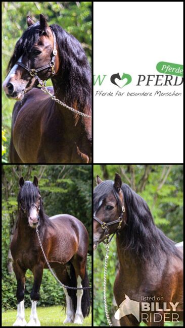 Welsh Cob Sektion C, Hengst, 18 Jahre, Schwarzbraun mit vier weißen Füßen, 1,34m Stm., WOW Pferd  (WOW Pferd), Konie na sprzedaż, Bayern - Attenkirchen, Image 10