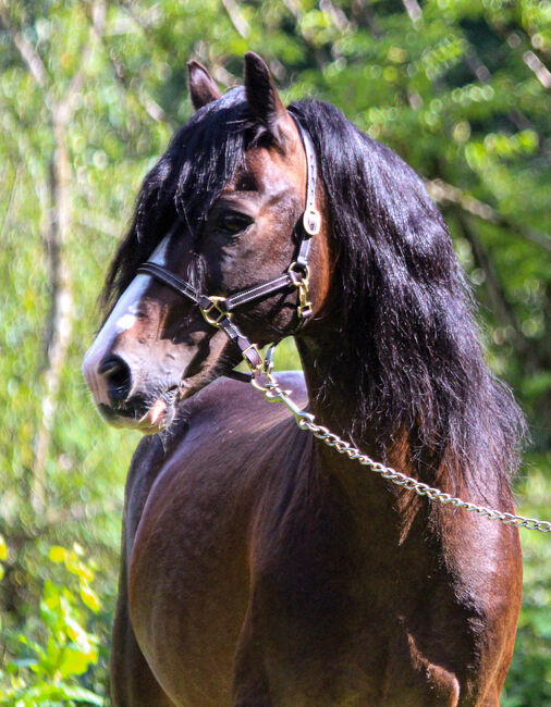 Welsh Cob Sektion C, Hengst, 19 Jahre, Schwarzbraun mit vier weißen Füßen, 1,34m Stm., WOW Pferd  (WOW Pferd), Konie na sprzedaż, Bayern - Attenkirchen